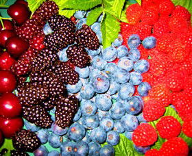 Blue Hills Berries & Cherries - Attractions Melbourne 2
