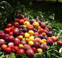 Rayner's Orchard - Attractions Melbourne