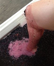 Billy Button Wines - Attractions Melbourne 1
