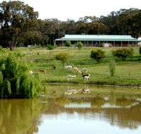 Clearview Alpacas - Attractions Melbourne