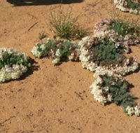 Coorow Wreath Flowers - Attractions Melbourne