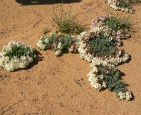 Coorow Wreath Flowers - Attractions Melbourne 0