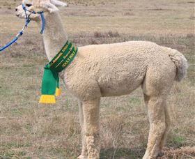 Marchmont Park Alpacas - Attractions Melbourne 1