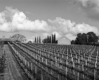 Willow Creek Vineyard