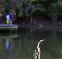 Birdwatching in the South Burnett - Attractions Melbourne