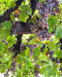 Murrumbateman Winery Company Pty Ltd 