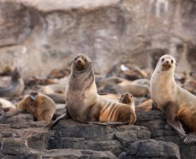 Phillip Island Nature Parks - Attractions Melbourne 1