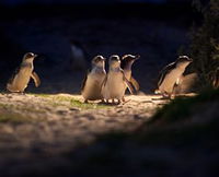 Phillip Island Nature Parks
