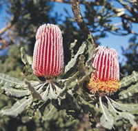 Coorow Wildflower Drive - Attractions Melbourne