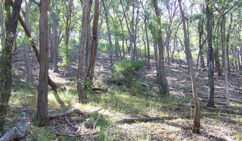 Burning Mountain Nature Reserve - Attractions Melbourne 3