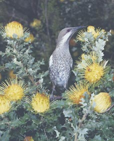 Dryandra Woodland - Attractions Melbourne 1