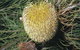 Dryandra Woodland - thumb 3