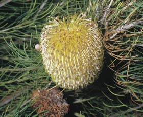 Dryandra Woodland - Attractions Melbourne 3