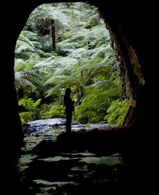 Glow Worm Tunnel - Attractions Melbourne 2