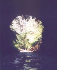 Glow Worm Tunnel