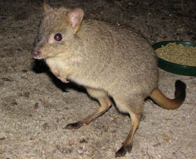 Barna Mia Native Animal Sanctuary - Attractions Melbourne 1