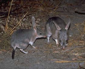 Barna Mia Native Animal Sanctuary - Attractions Melbourne 2