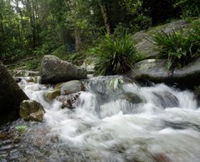 Washpool National Park