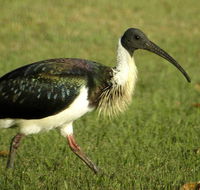 Toowoomba Water Bird Habitat - Attractions Melbourne