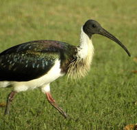 Toowoomba Water Bird Habitat