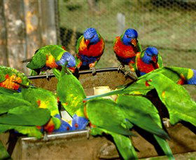 Canberra Walk In Aviary - Attractions Melbourne 1