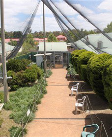 Canberra Walk In Aviary - Attractions Melbourne 3