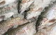 Arc-en-Ciel Trout Farm - thumb 3