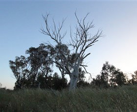 Cooleman Ridge - Attractions Melbourne 1