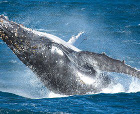  Attractions Melbourne