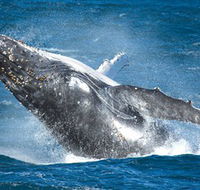 Sydney Whale Watching - Attractions Melbourne
