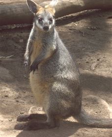 Sydney Incognita - Attractions Melbourne 6