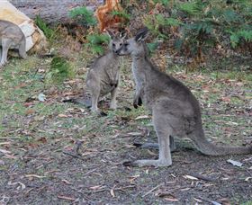 East Coast Adventure Bus - Attractions Melbourne 4