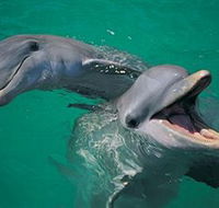 Colourful Trips - Attractions Melbourne