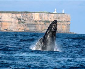 Cloud9 Tours - Attractions Melbourne 4