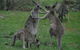 Sydney Private Guided Tours - thumb 3