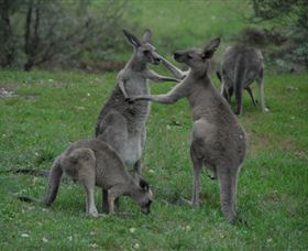 Sydney Private Guided Tours - Attractions Melbourne 3