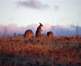 Dingo Tours - Attractions Melbourne 0