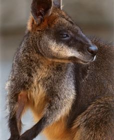 Go Beyond Tours - Attractions Melbourne 2