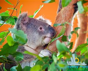 Sydney Photo Tours - Attractions Melbourne 2