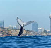 Oz Whale Watching - Attractions Melbourne