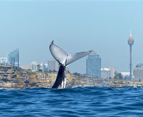 Oz Whale Watching - Attractions Melbourne 0