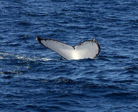Oz Whale Watching - Attractions Melbourne 2