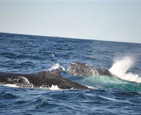 Oz Whale Watching - Attractions Melbourne 3