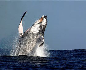 Oz Whale Watching - Attractions Melbourne 1