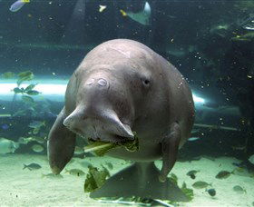 SEA LIFE Sydney Aquarium - Attractions Melbourne 1