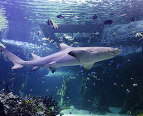 SEA LIFE Sydney Aquarium - Attractions Melbourne 0