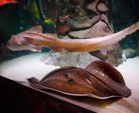 SEA LIFE Sydney Aquarium - Attractions Melbourne 4
