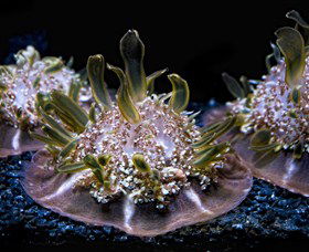 SEA LIFE Sydney Aquarium - Attractions Melbourne 8