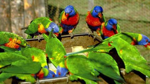 Canberra Walk In Aviary - Attractions Melbourne 4