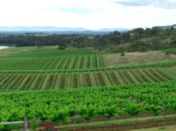 Hunter Vineyard Tours - Attractions Melbourne 2